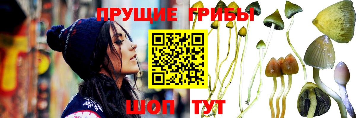Галлюциногенные грибы Cubensis Клин